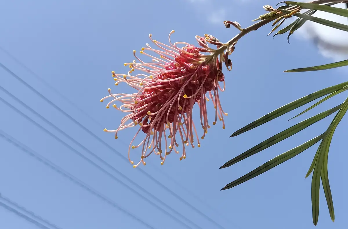 グレビレア　ピンクサプライズ 約1.5メートル　特大　希少種 グレビレア ピンクサプライズ | 沼ノ上農園