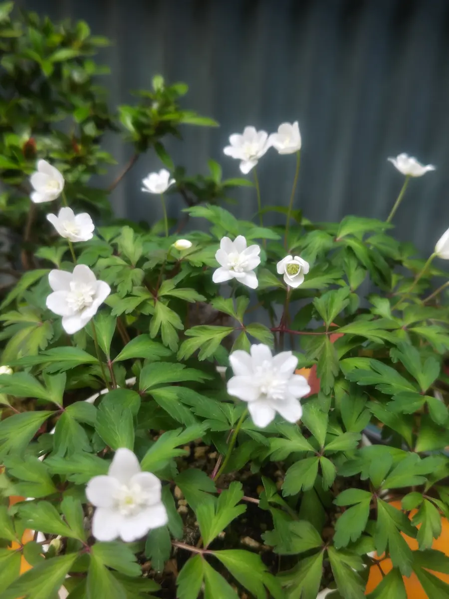 八重咲きイチリンソウの花🌱｜園芸日記bywhitebear｜みんなの趣味の