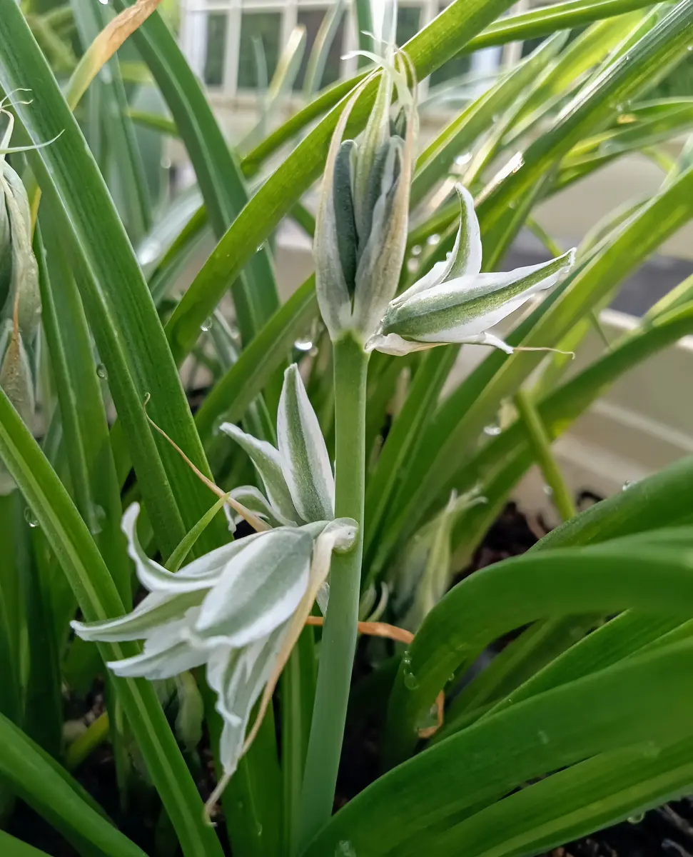 グリーンから白へ色変予定のお花💚🤍｜園芸日記byちゃんえみ｜みんなの