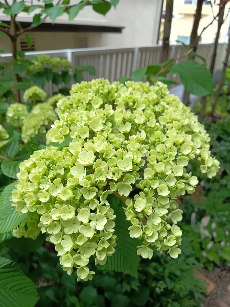 グリーンから白へ色変予定のお花💚🤍｜園芸日記byちゃんえみ｜みんなの