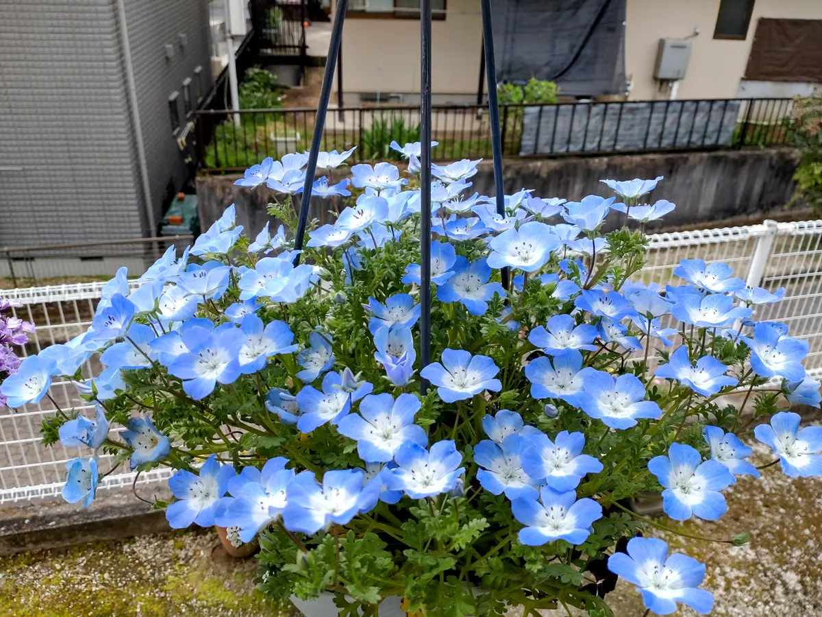 芸能人愛用のおすすめ最新情報 就いてなかった事！｜園芸日記by姫めだか｜みんなの趣味の園芸 ガーデニング