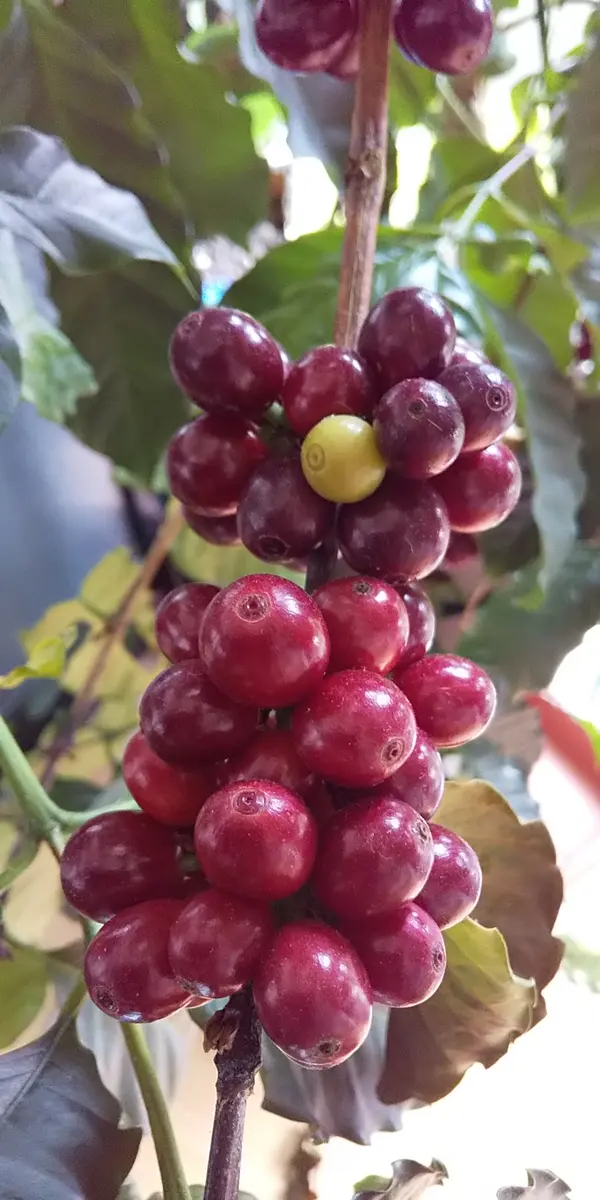 自家栽培のコーヒーの実を自家焙煎するまでもう少し】コーヒーの木 8号