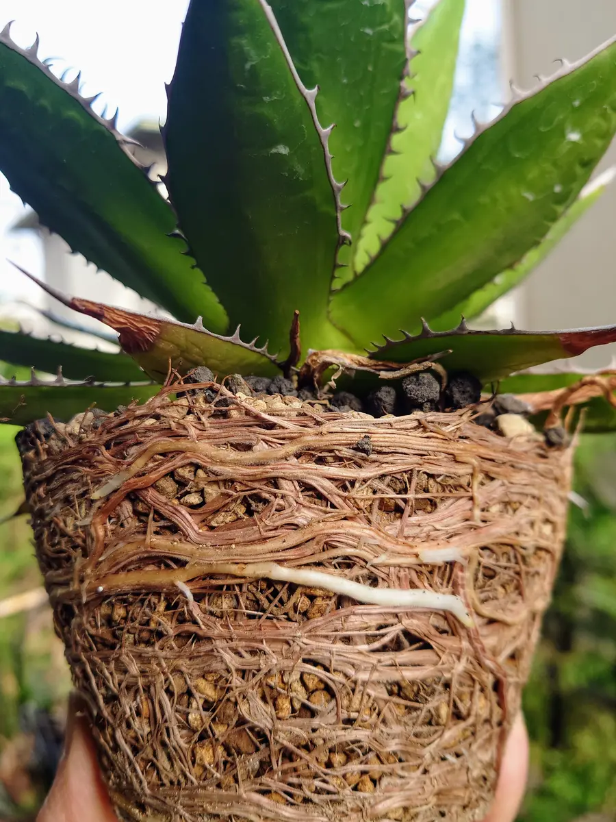 アガベ・ホリダさん、お引越！！｜園芸日記byPlantskafka