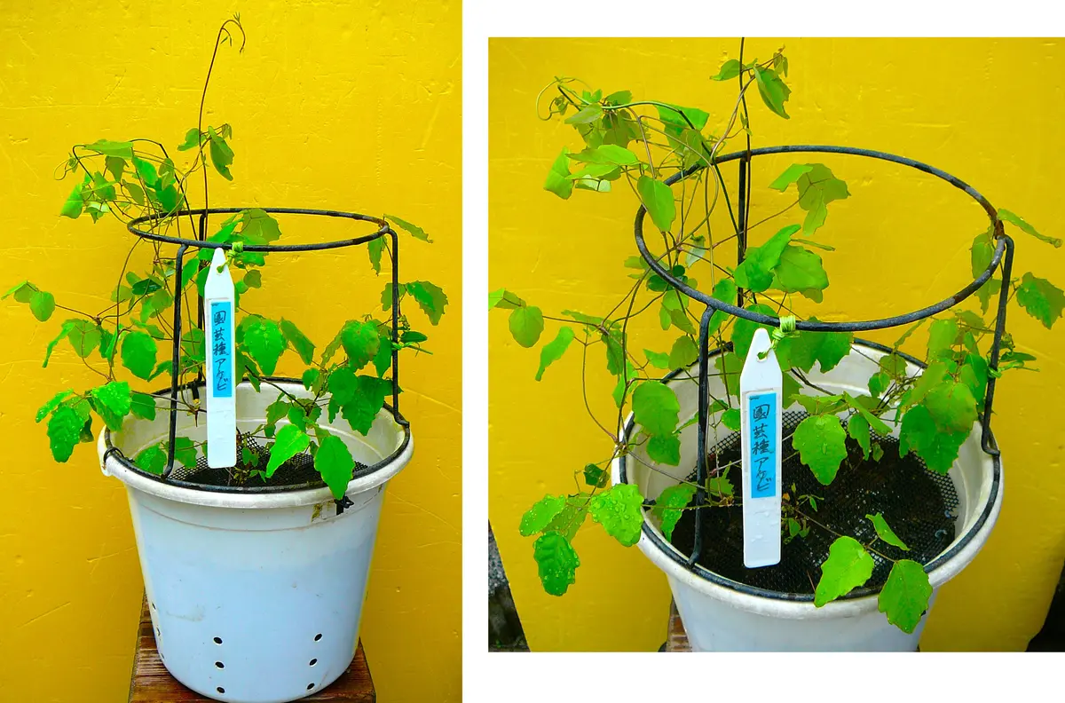 アケビ（93）： 園芸種＜11＞｜園芸日記by団塊おやじ