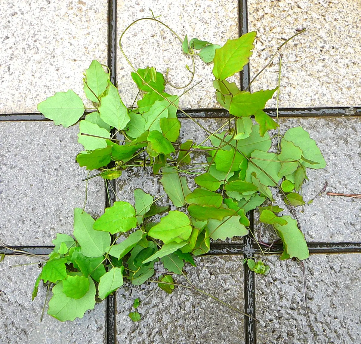 アケビ（93）： 園芸種＜11＞｜園芸日記by団塊おやじ