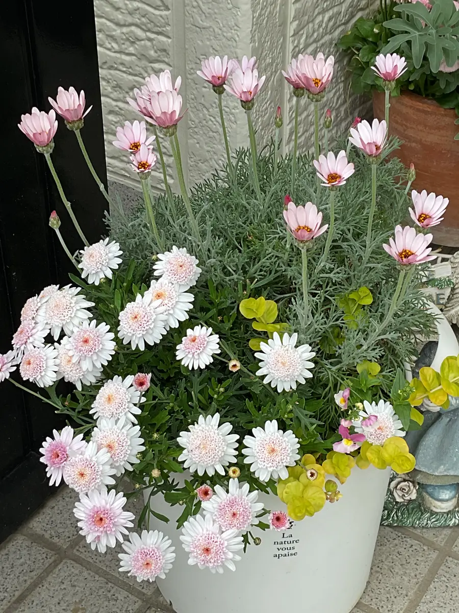 春の寄せ植えとムスカリ｜園芸日記byゆみ⭐︎ひまわり｜みんなの趣味の