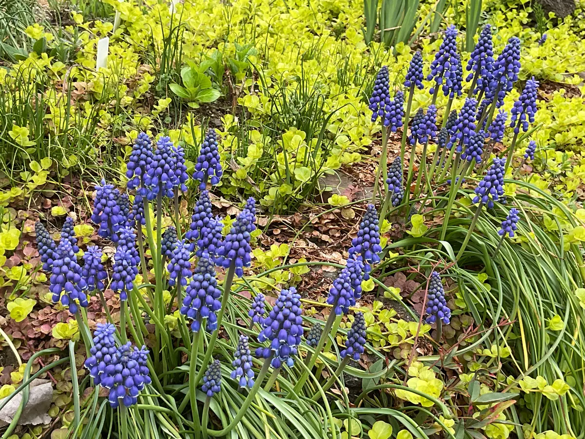 ♡たまみな♡水彩画 春の庭　ムスカリの花とめじろ　値段は※900円です 春の寄せ植えとムスカリ｜園芸日記byゆみ⭐︎ひまわり｜みんなの趣味の