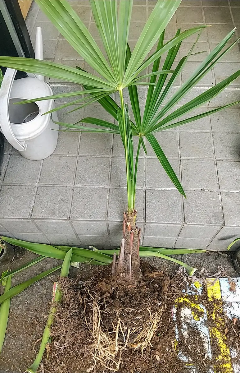 シュロの根切りと植え替え｜園芸日記byTokio🌺Bloem｜みんなの趣味の