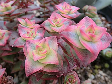 クラッスラ 南十字星｜園芸日記bysaita｜みんなの趣味の園芸｜132025