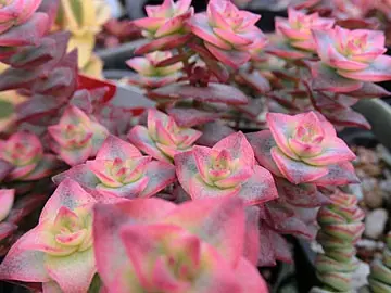 クラッスラ 南十字星｜園芸日記bysaita｜みんなの趣味の園芸｜132025