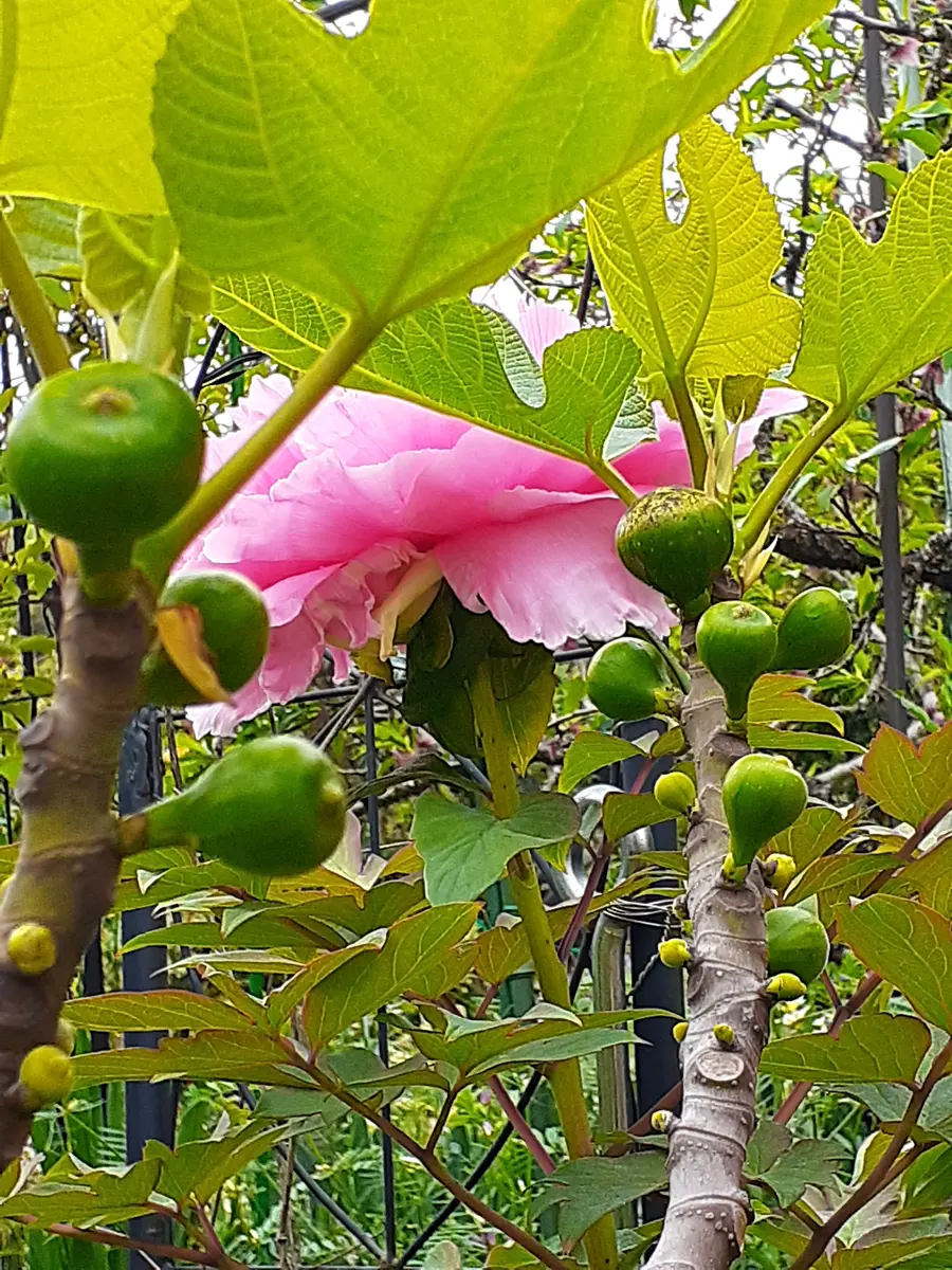 くらしを楽しむアイテム イチジク🎶、リンゴ🍎、桃🍑｜園芸日記byメドラ｜みんなの趣味の 果樹