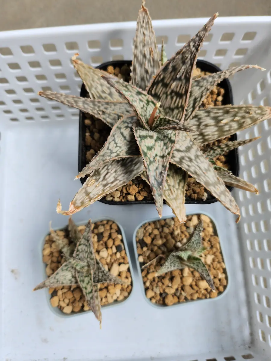 開花終わりのアロエhyb植え替え｜園芸日記by律九｜みんなの趣味の園芸