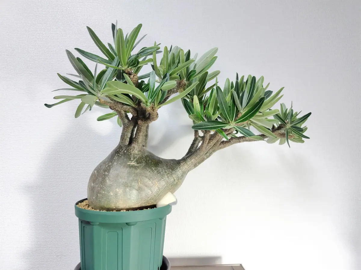 ス*Z様 塊根植物 グラキリス　発根管理中 水苔発根管理で発根。 土壌屋外放置で発根せず 瘡蓋を爪で穿る