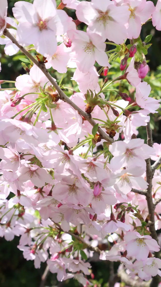 御殿場桜の鉢植え さくら鉢植え 鉢植えの御殿場桜が素晴らしい咲き