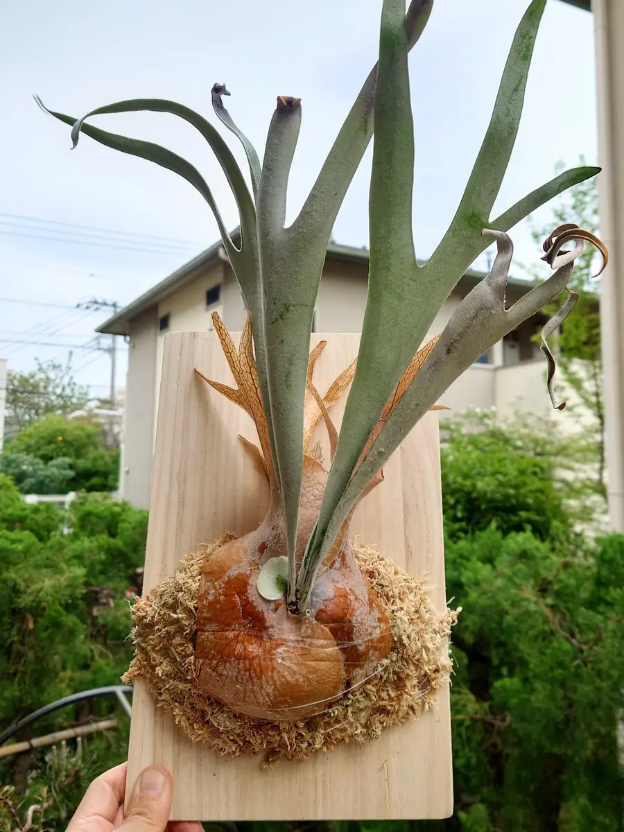 ビカクシダビーチーの日記一覧|Plantskafkaさんの園芸日記-みんなの