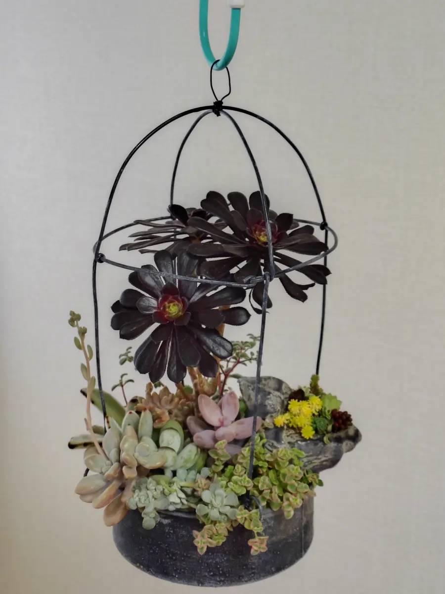 多肉植物のかわいい寄せ植え)｜園芸日記byNaomi。T｜みんなの