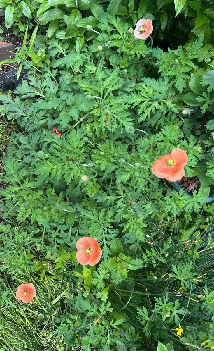 😲育てたのは毒の花だった！😲植えた覚えのないこの花は？😅😅｜園芸