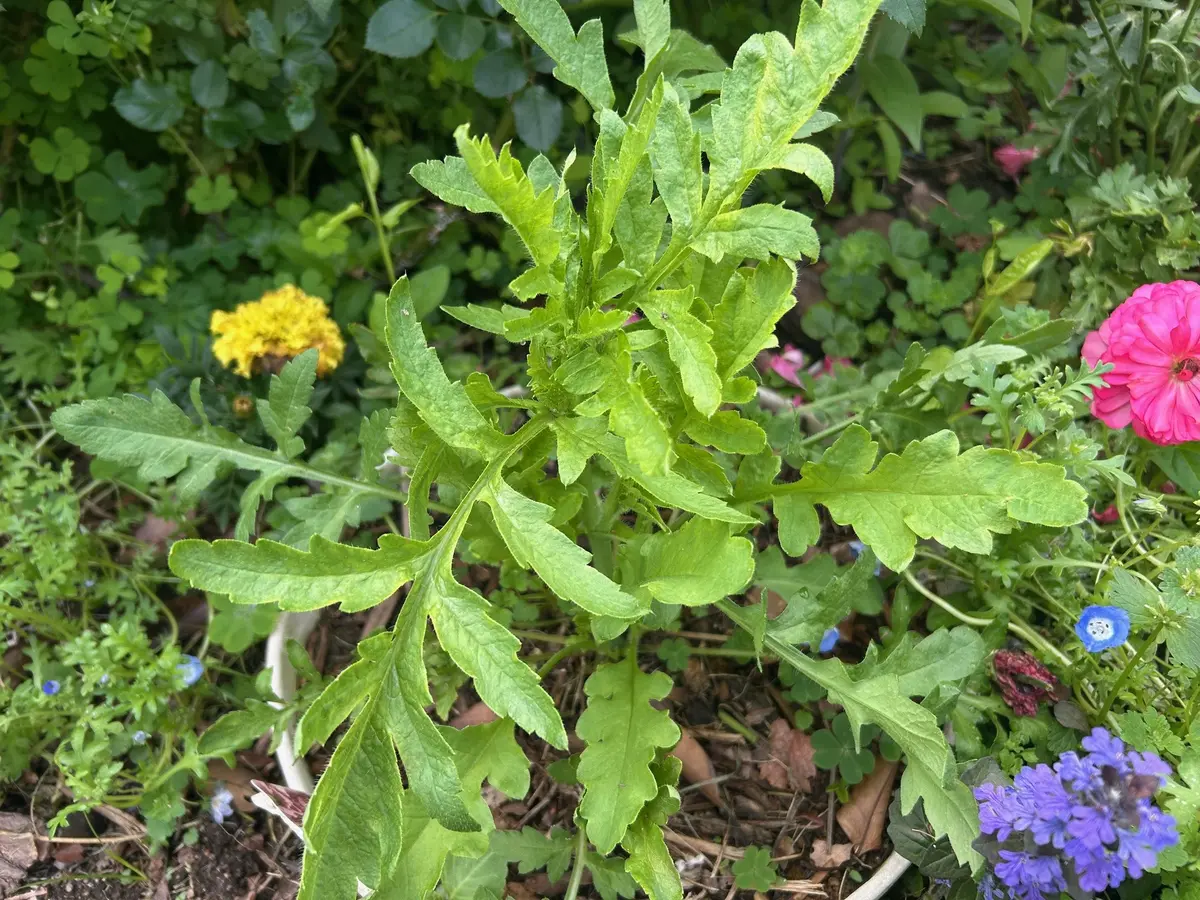 😲育てたのは毒の花だった！😲植えた覚えのないこの花は
