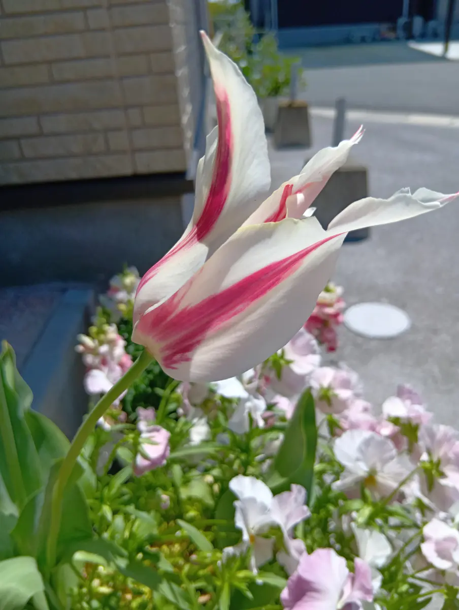 🌷チューリップ14・15・16号🌷咲きました💛｜園芸日記by