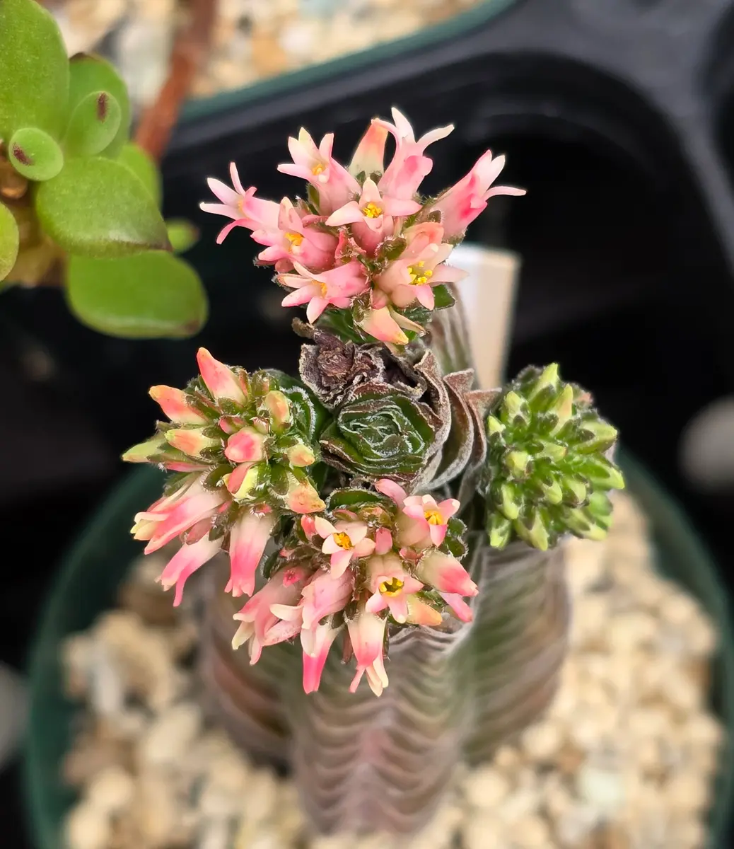 多肉植物^o^ 葉挿し赤ちゃん ピンクシフォン