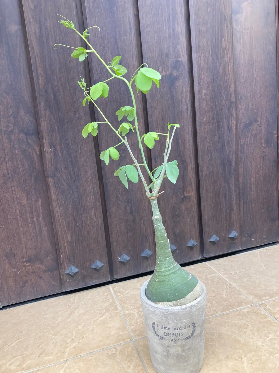 【お知らせページ】アデニアグラウカ　種子 お知らせページ】アデニアグラウカ種子