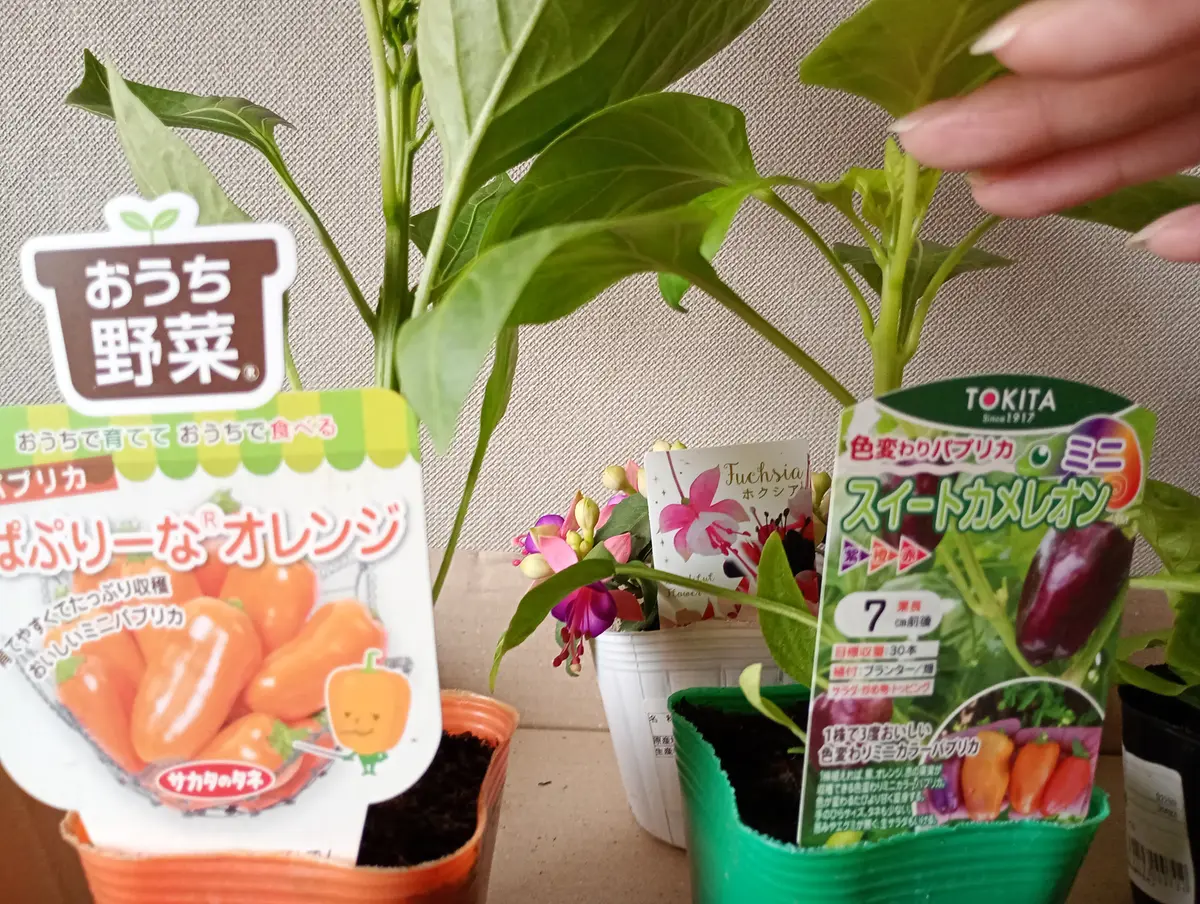 パプリカの苗を購入｜園芸日記byやすみんちゅ｜みんなの趣味の