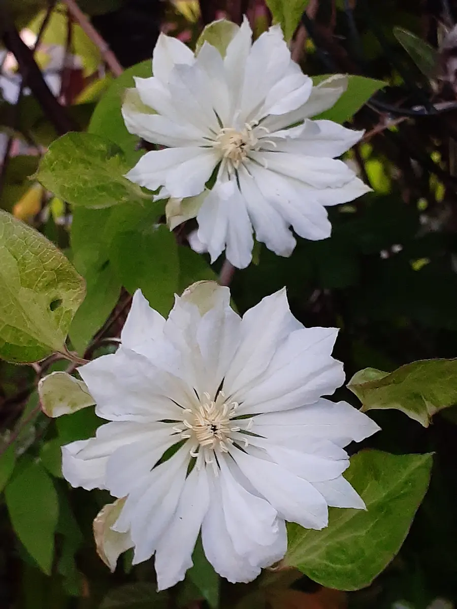 庭のお花🎶クレマチス💙｜園芸日記byメドラ｜みんなの趣味の園芸