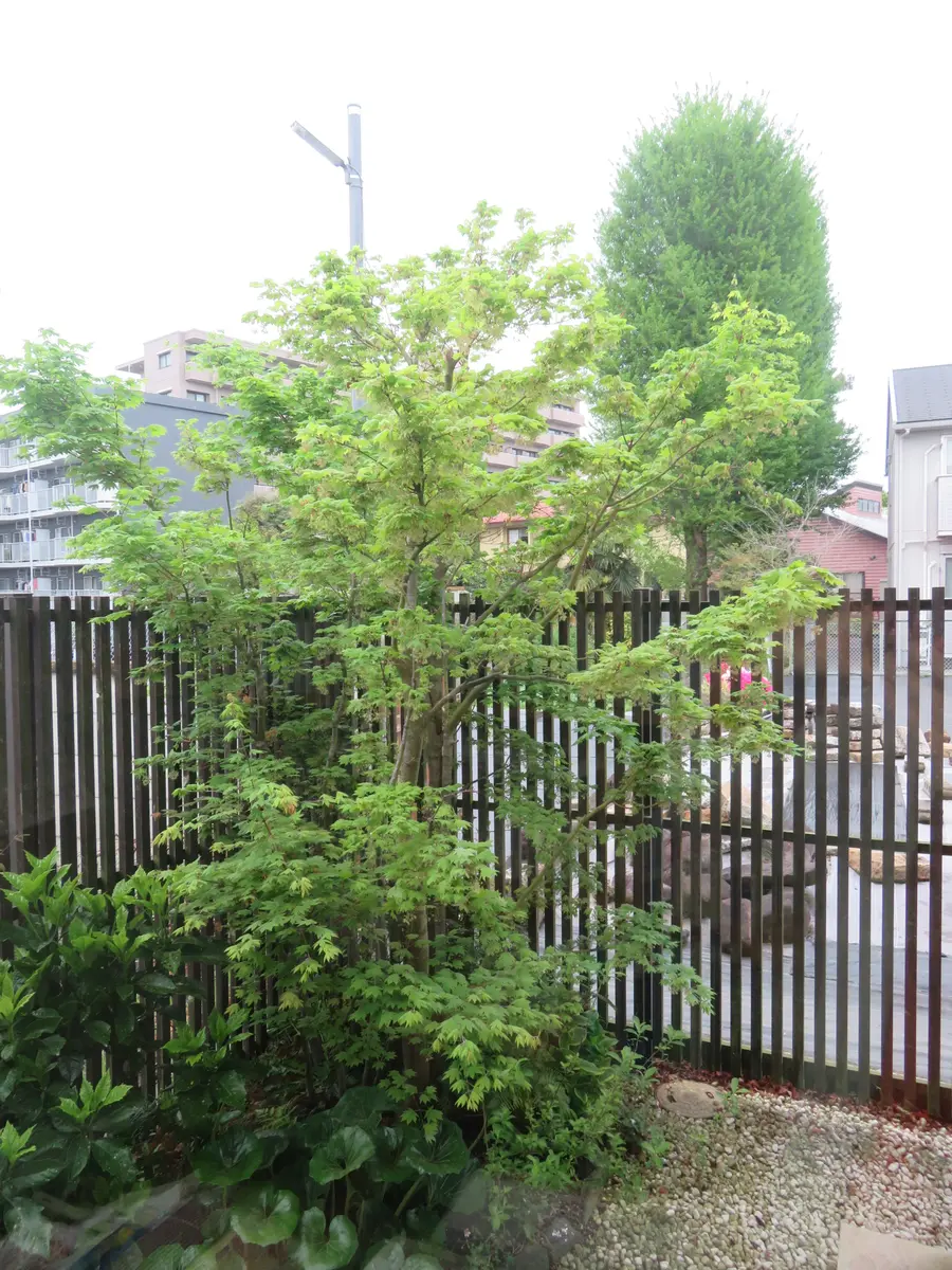 コハウチワカエデの日記一覧|くうねるあそぶさんの園芸日記