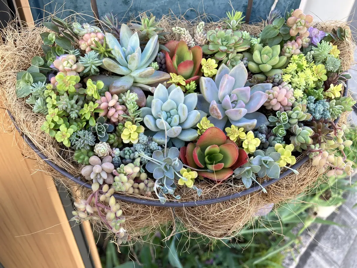 🌵多肉のハンギング🌵｜園芸日記by花栞｜みんなの趣味の園芸｜1320927