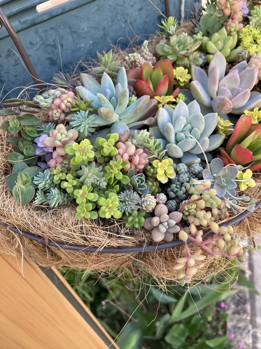 🌵多肉のハンギング🌵｜園芸日記by花栞｜みんなの趣味の園芸｜1320927