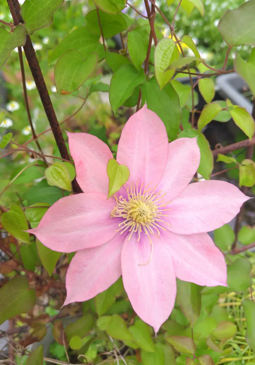NH様専用『枝垂れ桜』『クレマチス』