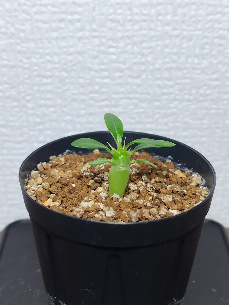 アンボンゲンセ2本　ホロンベンセ1本　　値下げしました。 アンボンゲンセ2本 ホロンベンセ1本 値下げしました。 奇跡的に発芽