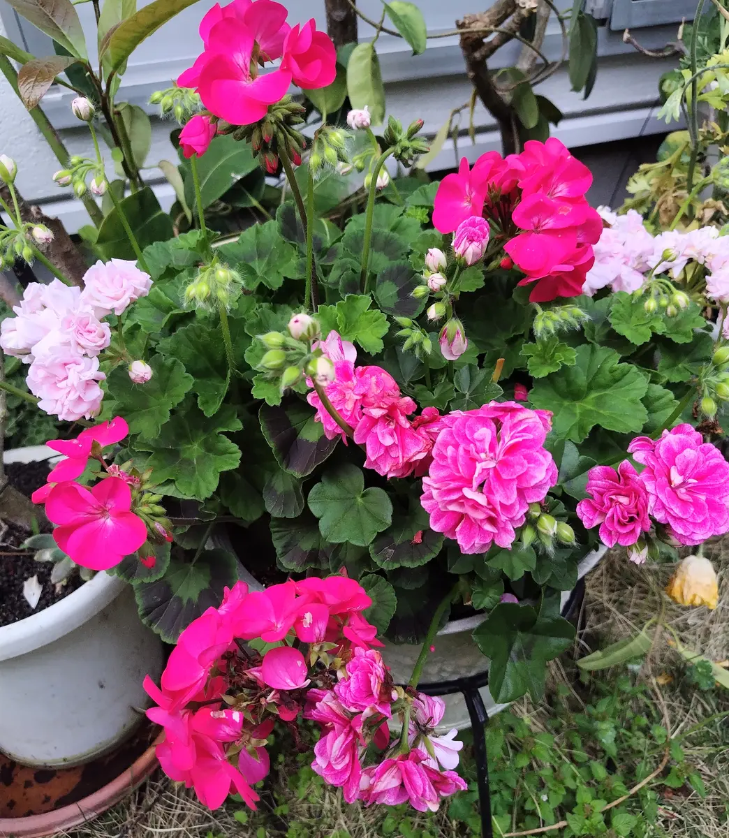 最安 満開のゼラニウム①｜園芸日記byjictenko｜みんなの趣味の園芸 その他観葉植物
