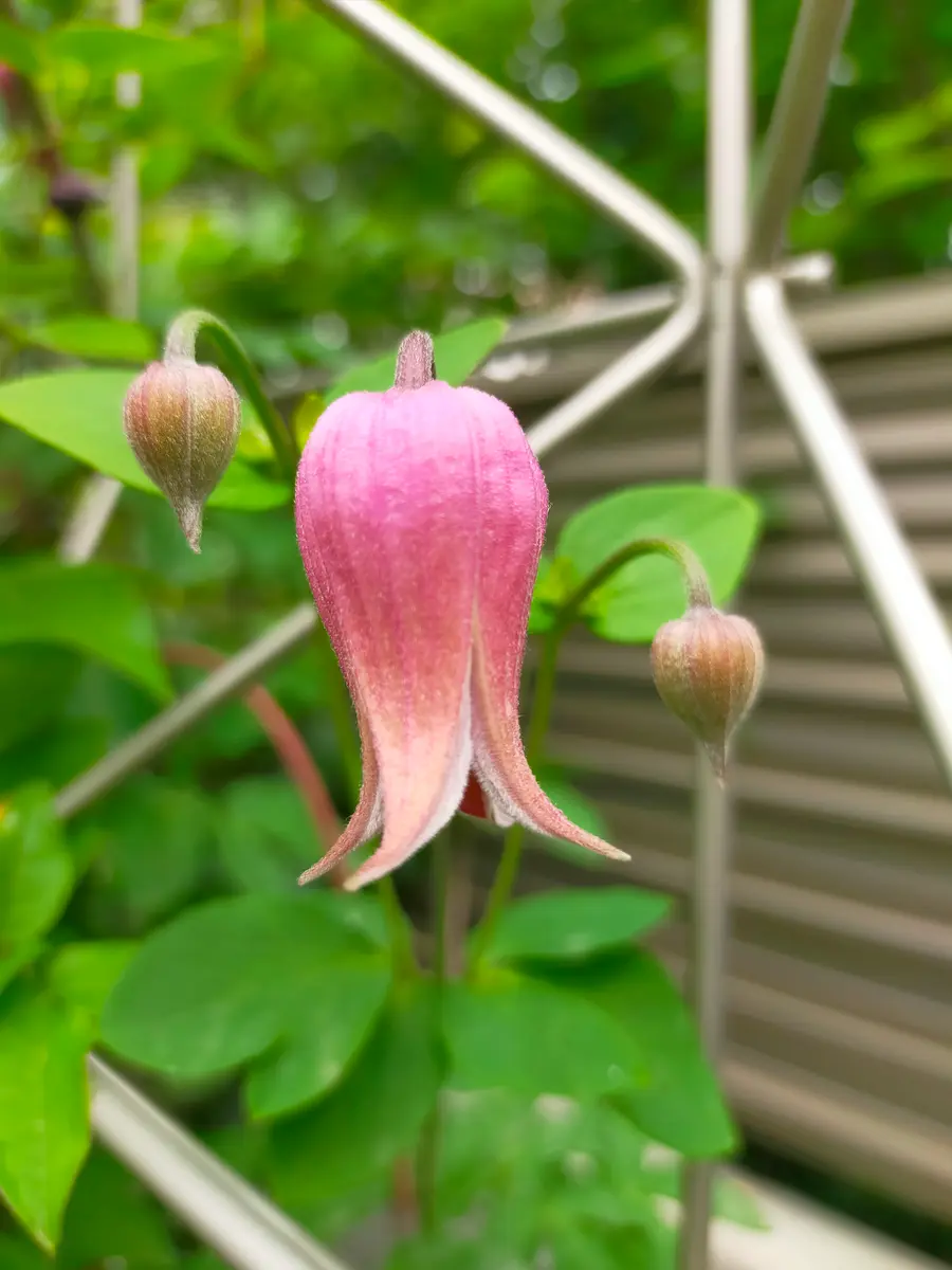 クレマチス ソネットの開花、バラが足踏み状態です。｜園芸日記