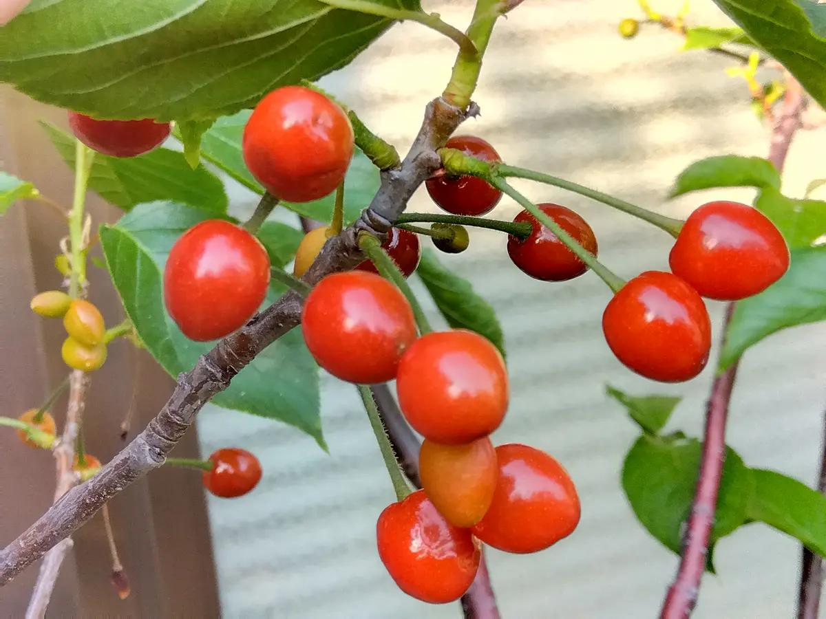 ぶたぶたさんさんの園芸日記-みんなの趣味の園芸