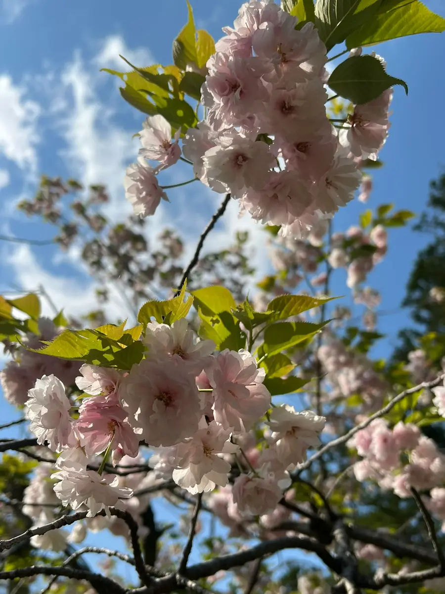 八重桜が好き｜園芸日記byまほろば｜みんなの趣味の園芸｜1321814
