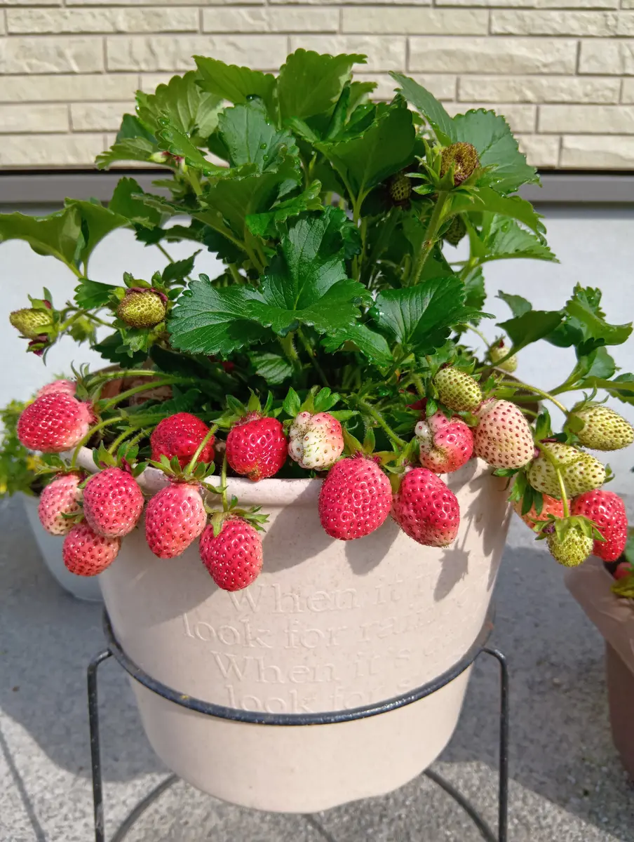 【期間限定お試し価格】 🍓可愛い苺ができました🍓｜園芸日記byまり金｜みんなの趣味の トリートメント