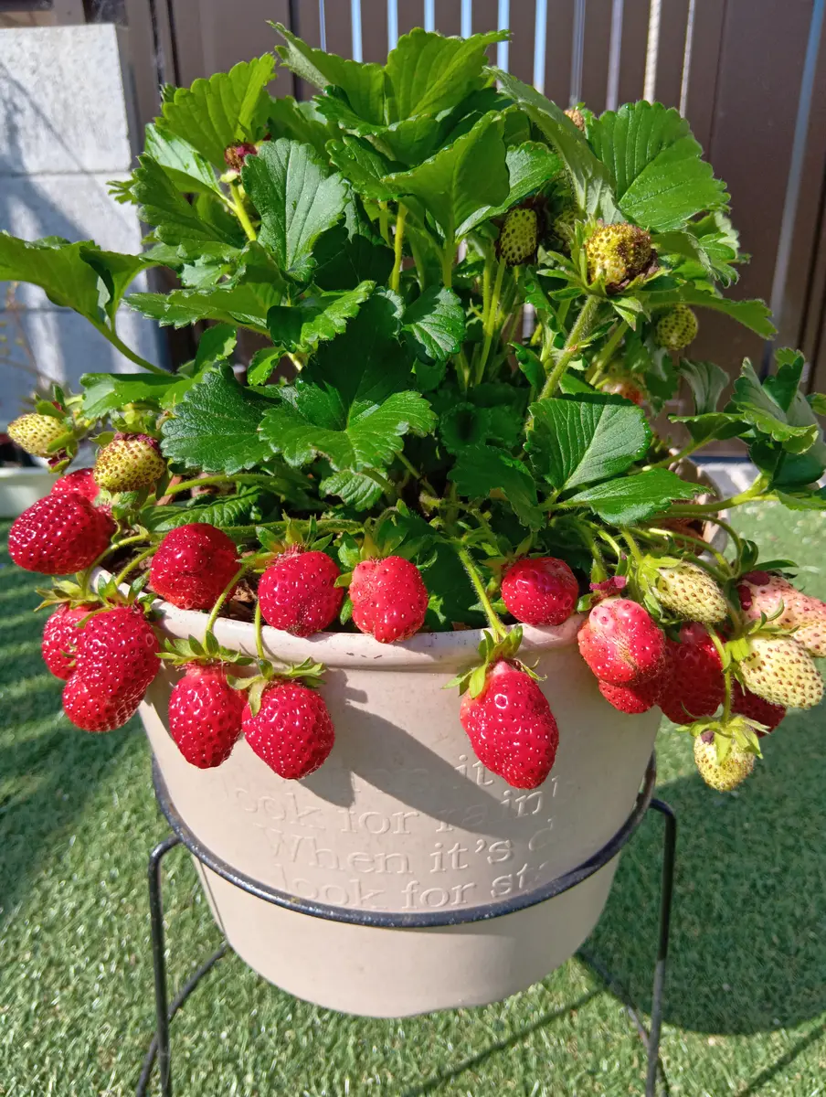 🍓可愛い苺ができました🍓｜園芸日記byまり金｜みんなの趣味の