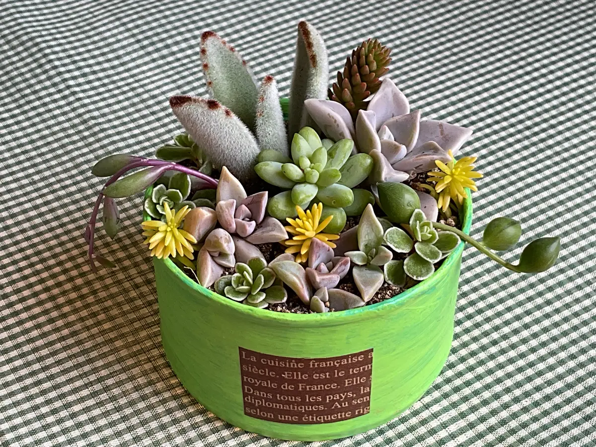 ☆多肉植物 寄せ植え〜リメ缶チェーン寄せ〜☆ ♪ ✨盛りっと寄せ植え