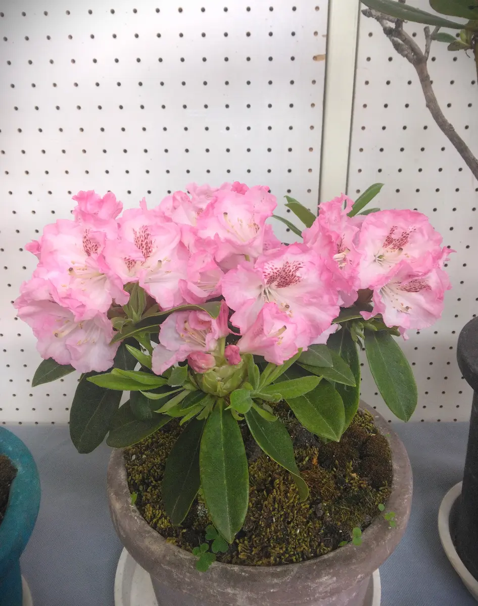 真っ赤な石楠花を発見❗️｜園芸日記bykazegusa｜みんなの趣味の
