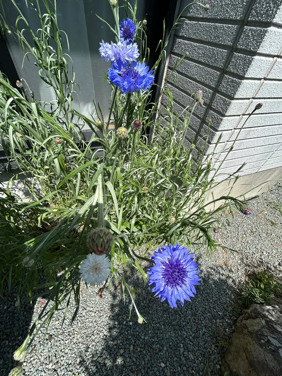 矢車草｜園芸日記byポートピア｜みんなの趣味の園芸｜1322169