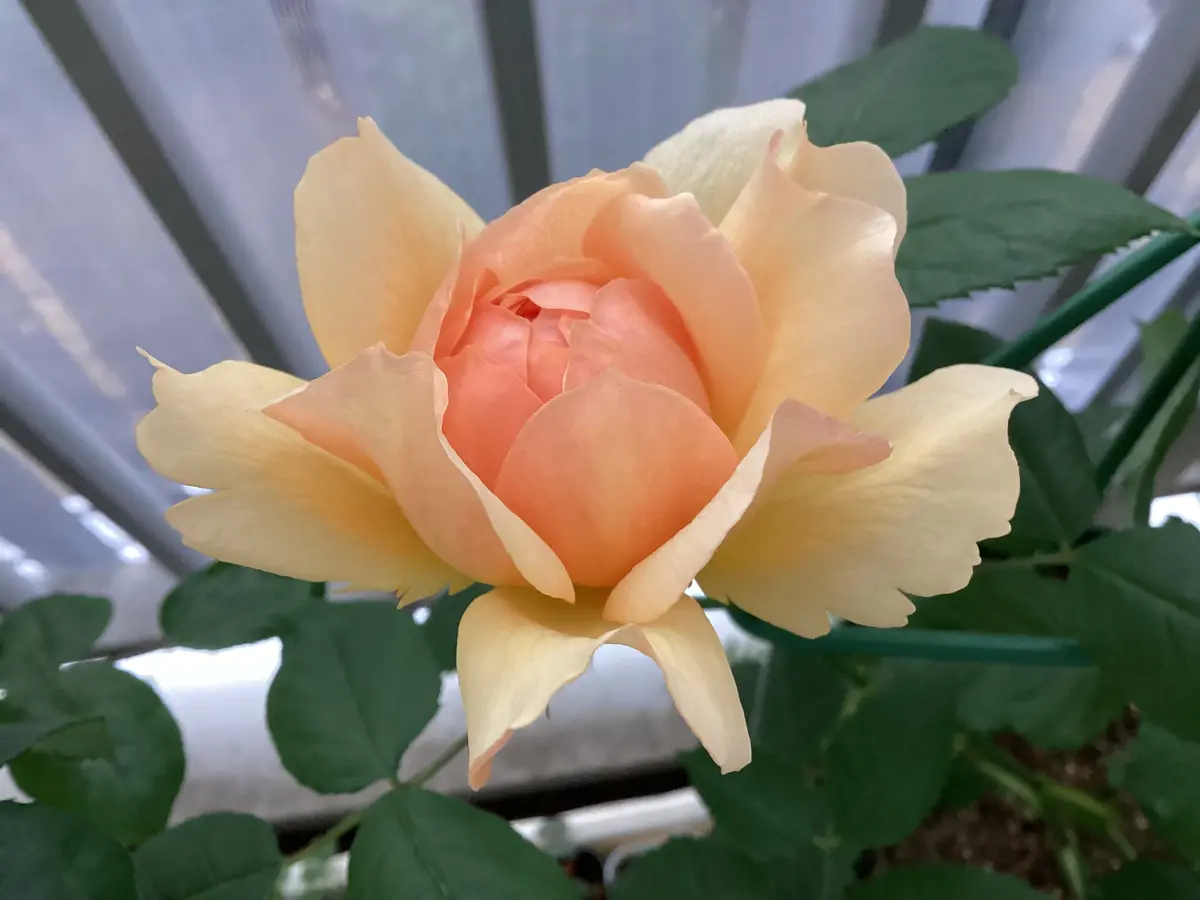 切花品種　人気イブ系　ネオシセロ　バラ苗 切花品種 人気イブ系 ネオシセロ バラ苗