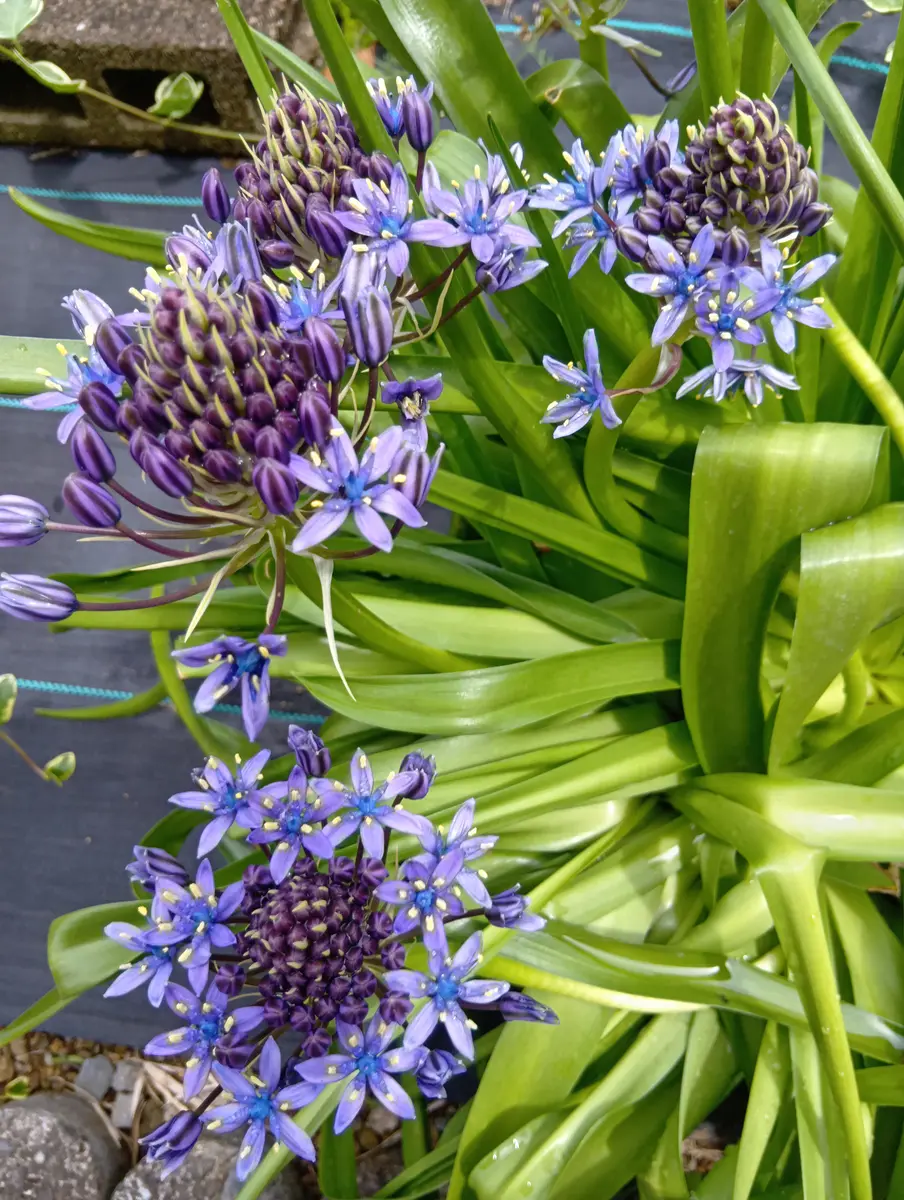 名無しのミニ薔薇が(. ❛ ᴗ ❛.)|園芸日記by 名無しのミニ薔薇が(. ❛ ᴗ ❛.)|園芸日記by