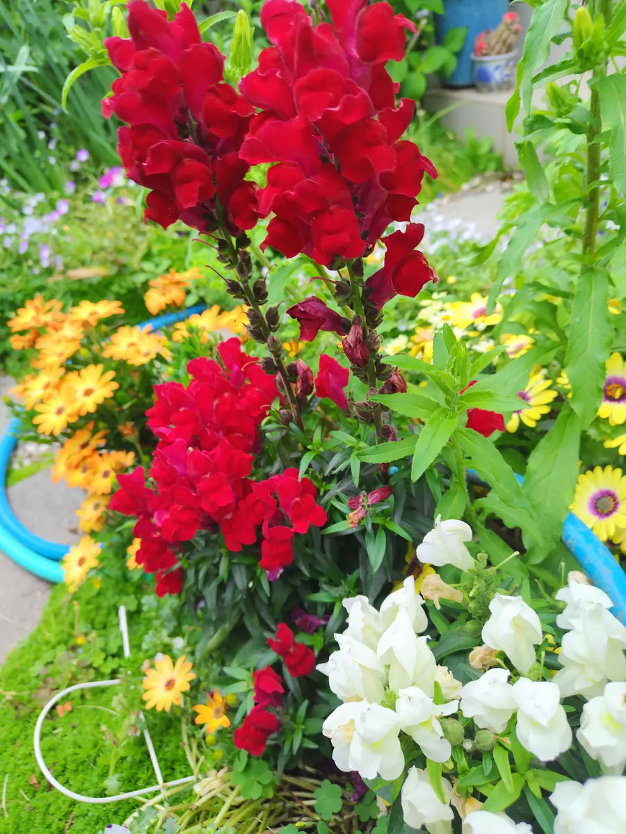 グランドセール 庭の花｜園芸日記byjictenko｜みんなの趣味の園芸｜1322797 ガーデニング