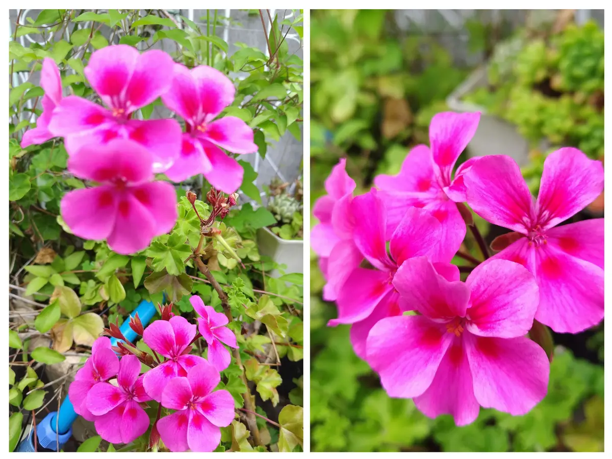 花苗 春夏 セット 季節の花苗おまかせ96ポット ガーデニング