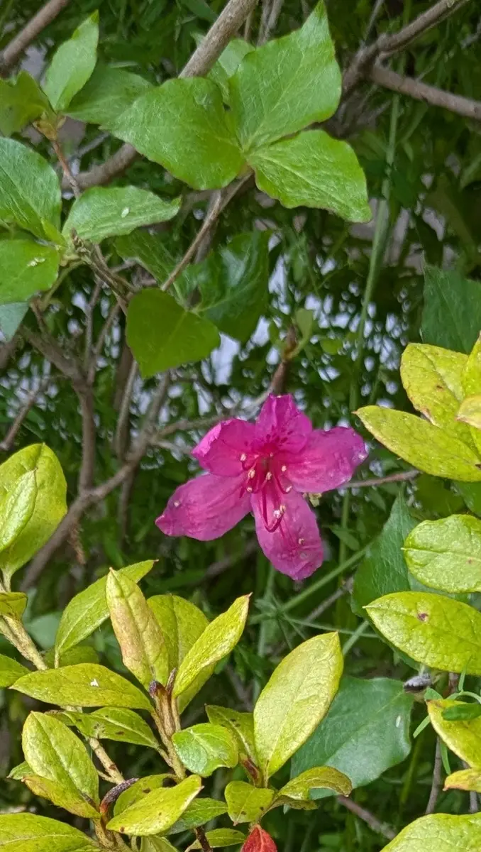 ダイセンミツバツツジ開花|園芸日記byドブたぬきの部屋 ダイセンミツバツツジ開花|園芸日記byドブたぬきの部屋