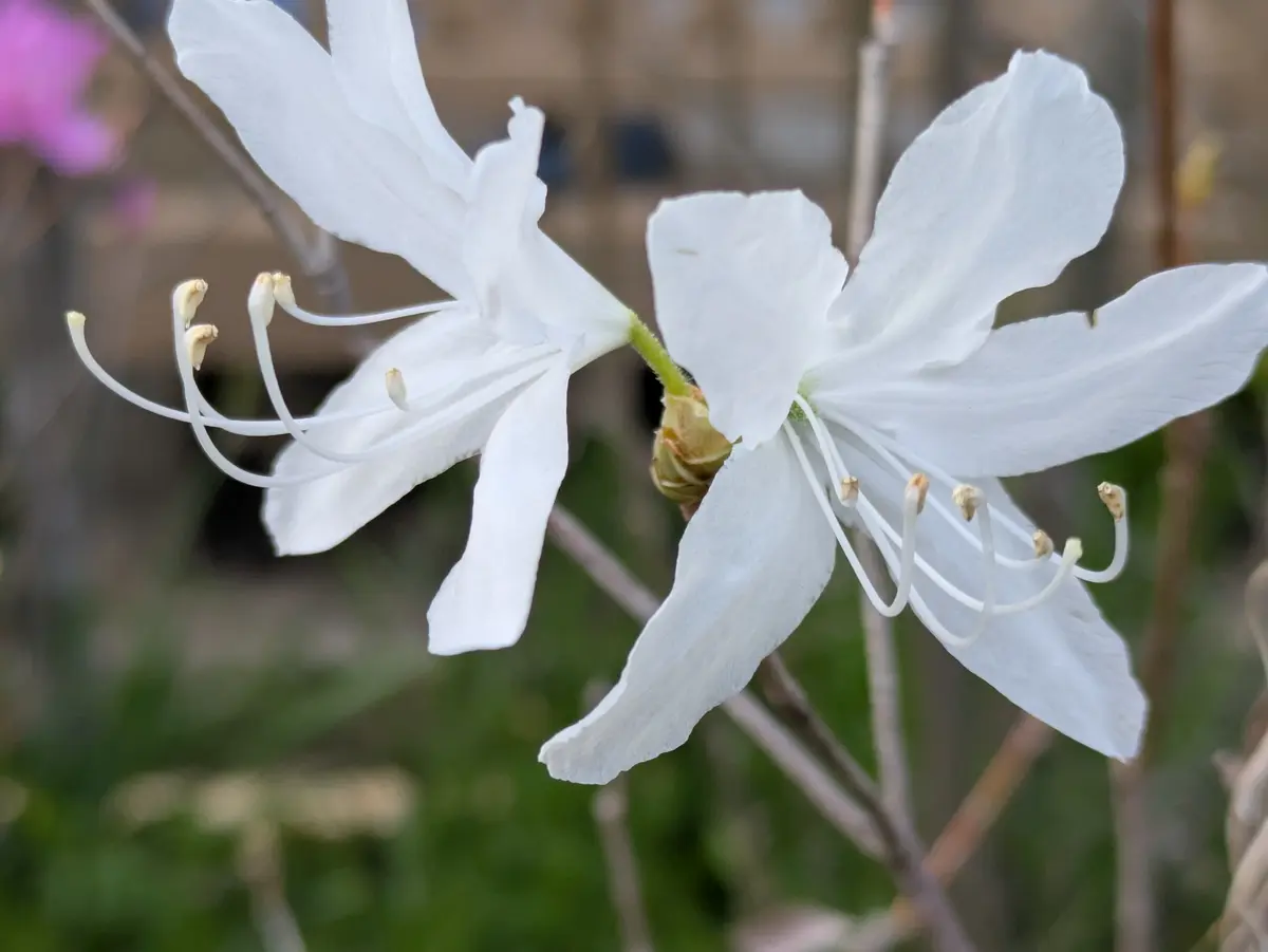 ダイセンミツバツツジ開花|園芸日記byドブたぬきの部屋 ダイセンミツバツツジ開花|園芸日記byドブたぬきの部屋