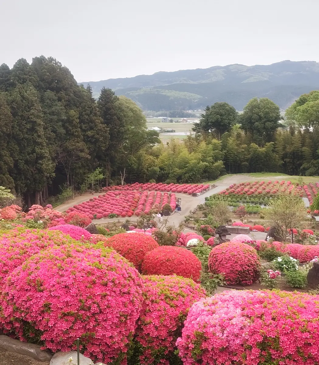 富士ぼたん園の牡丹｜園芸日記bywhitebear｜みんなの趣味の園芸｜1322934