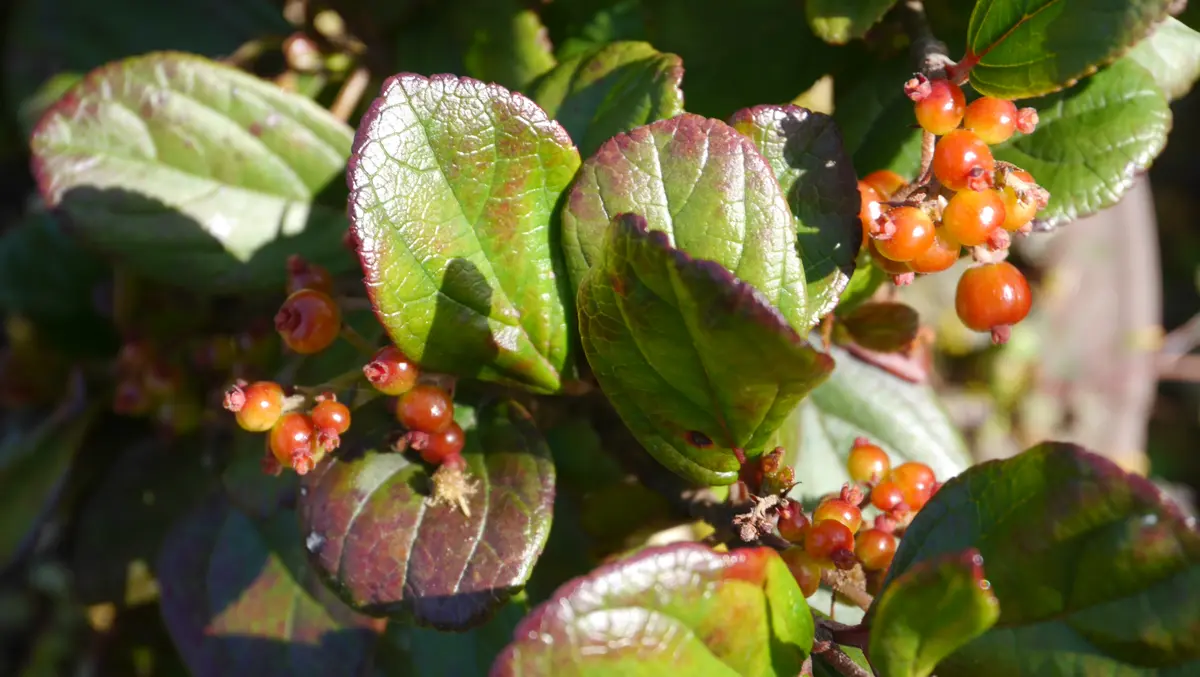 ゴモジュ 胡麻樹 御門樹