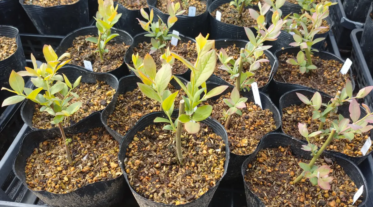 ブルーベリー、挿し木苗の比較です｜園芸日記bytotyan｜みんなの趣味の